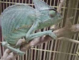 For sell veiled chameleon Ù„Ù„Ø¨ÙŠØ¹ Ø­Ø±Ø§Ø¨Ø§Ø¡