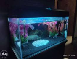 Aquarium for sale at 10 bd.