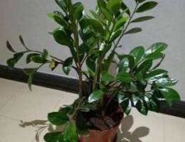 2 Beautiful Indoor Plants for Sale