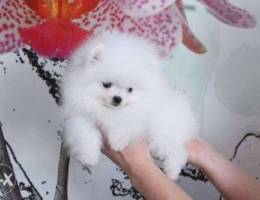 Teacup Pomeranian puppies looking for new ...