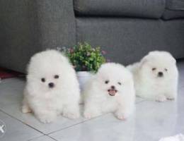 Adorable Pomeranian Puppies For Adoption