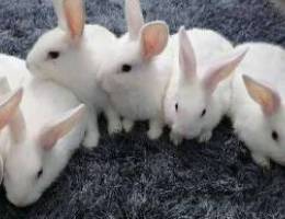 Rabbits for sale