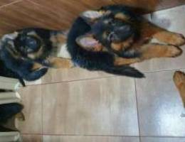 Male and female german shepherd 3 months