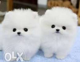 Stunning Pomeranian Puppies For Adoption