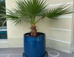 large plant in large royal blue jassim pot