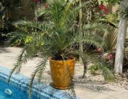 large plant in jassim pot