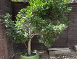 large tree in pot