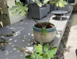 fig tree/bush in beautiful pot