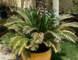 large spikey plant in jassim mustard pot