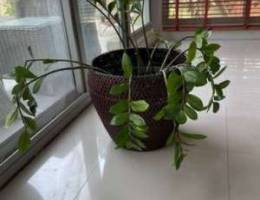 indoor plant in wicker basket