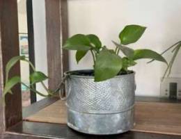 trailing plant in tin pot