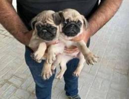 Pug puppies in bahrain