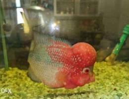 Flowerhorn fish with aquarium for sale