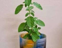 Indian Tulsi available