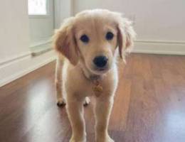 Golden retriever