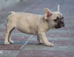 French bulldog in Bahrain