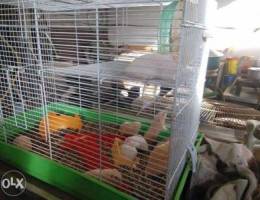 cute baby hamsters for sale