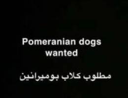 wanted Pomeranian dogs