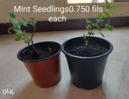 Mint Seedlings0.750