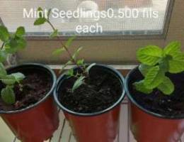 Mint Seedlings0.500 fils