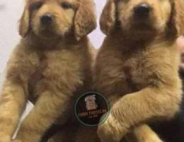 High Quality Golden retriever puppies