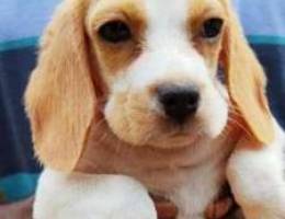 Beagle puppys male & female imported