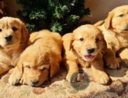 Quality Golden retriever puppies