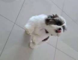 Male Shihtzu for sale, 6 months 80Bd