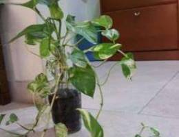 Indoor Plants - Money Plant (pothos) and o...