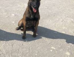 Belgium Malinois female