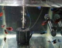 Betta Female For Sale