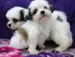 Shihtzu