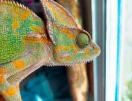 Chameleon 4 sale