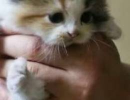 persian kittens Ù‚Ø·Ø· Ø´ÙŠØ±Ø§Ø²ÙŠ