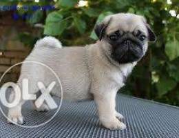 Pug Puppies For Sale