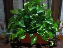 Beautiful Money Plant for sale