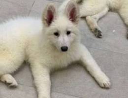 Swiss shepherd puppies for sale