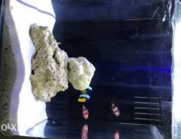 Salt water Aquarium for Sale