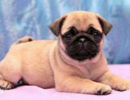 Top Quality Pugs available