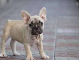 French bulldog female