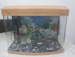 Fish aquarium