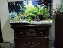 Non co2 planted aquarium for sale