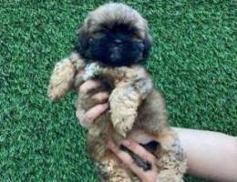 Mini shih tzu