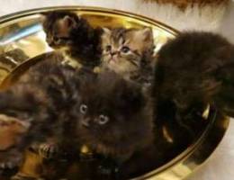 Kittens for sale