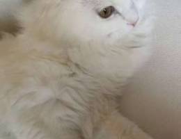 cat white for sale Ù‚Ø· Ø§Ø¨ÙŠØ¶ Ù„Ù„Ø¨ÙŠØ¹