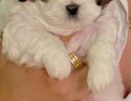 Very adorable shih tzu puppies