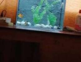 Fish tank