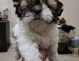 Female Shihtzu Puppy