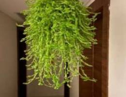 Hanging plant