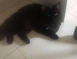 Cat for adoption (6 months) fully potty tr...